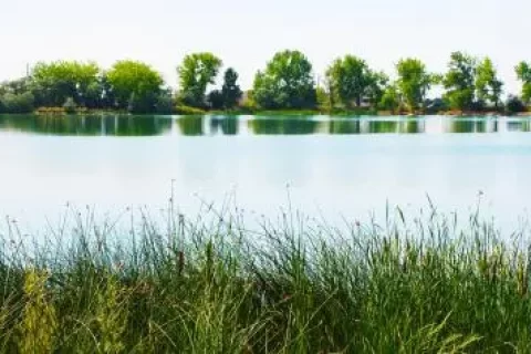 人造湿地